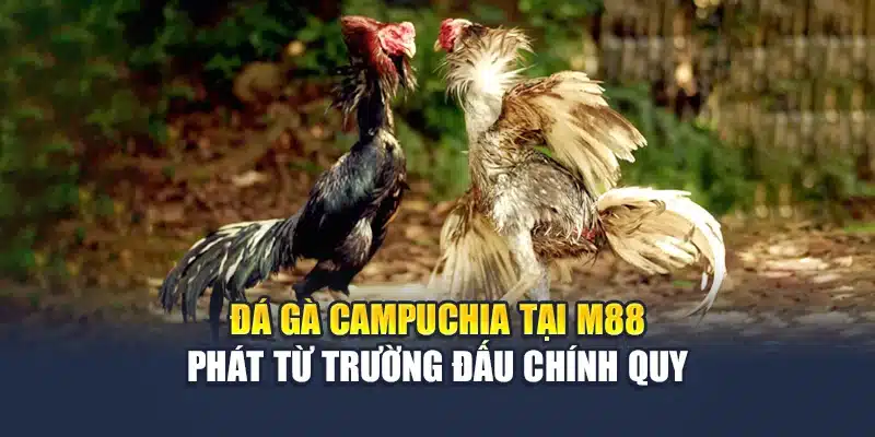 Đá Gà Campuchia Trực Tiếp Mỗi Ngày, Tỷ Lệ Rõ Ràng Tại M88 1 Đá gà Campuchia tại M88 phát từ trường đấu chính quy