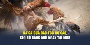 Đá Gà Cựa Dao Tốc Độ Cao, Kèo Rõ Ràng Mỗi Ngày Tại M88