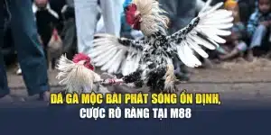 Đá Gà Mộc Bài Phát Sóng Ổn Định, Cược Rõ Ràng Tại M88