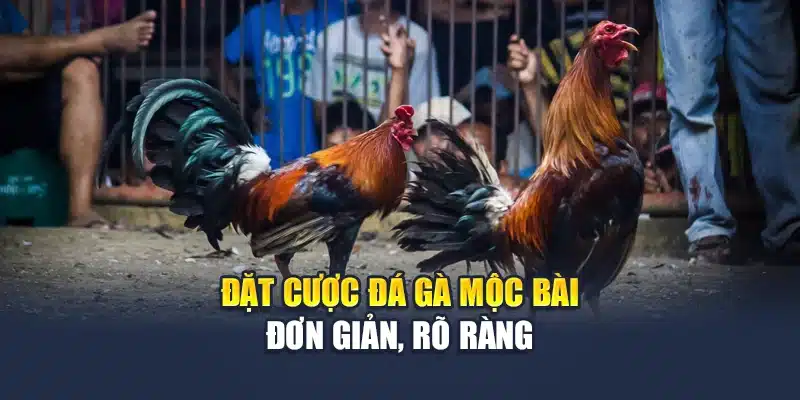 Đặt cược đá gà Mộc Bài đơn giản, rõ ràng