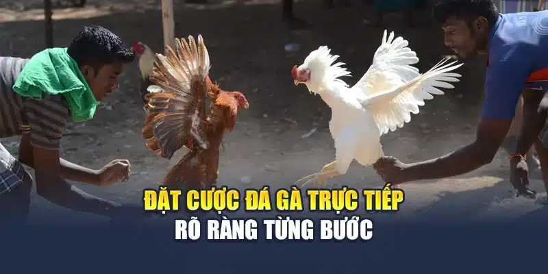 Đặt cược đá gà trực tiếp rõ ràng từng bước
