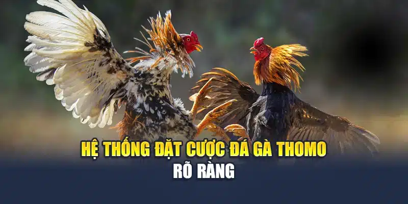 Hệ thống đặt cược đá gà Thomo rõ ràng