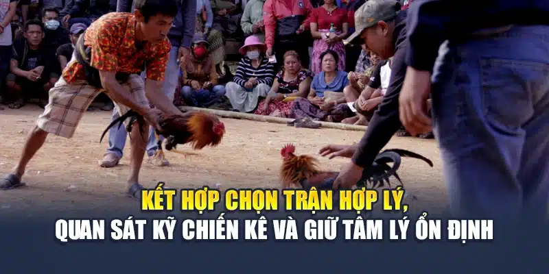 Kết hợp chọn trận hợp lý, quan sát kỹ chiến kê và giữ tâm lý ổn định