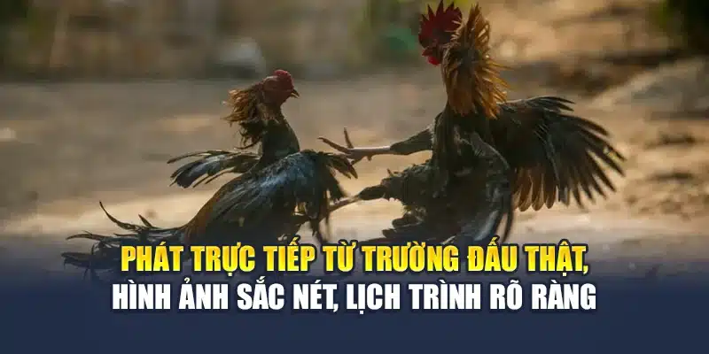 Phát trực tiếp từ trường đấu thật, hình ảnh sắc nét, lịch trình rõ ràng