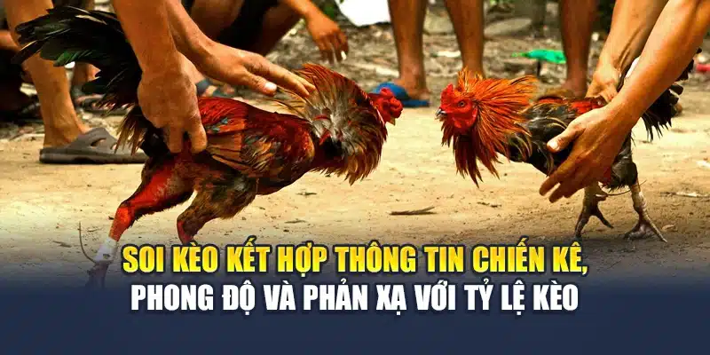 Soi kèo kết hợp thông tin chiến kê, phong độ và phản xạ với tỷ lệ kèo