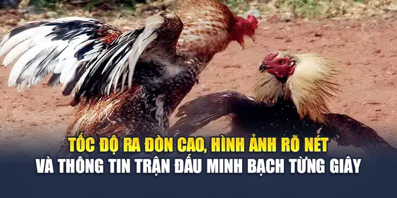 Tốc độ ra đòn cao, hình ảnh rõ nét và thông tin trận đấu minh bạch từng giây